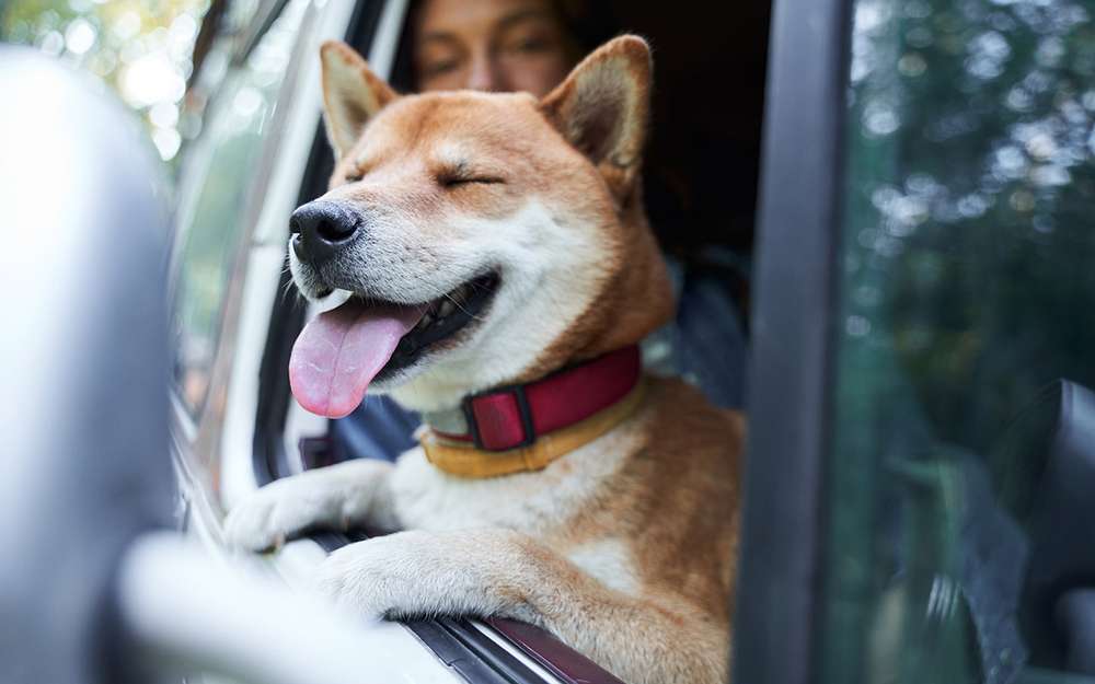 Собака + автомобиль: 4 самых живучих заблуждения
